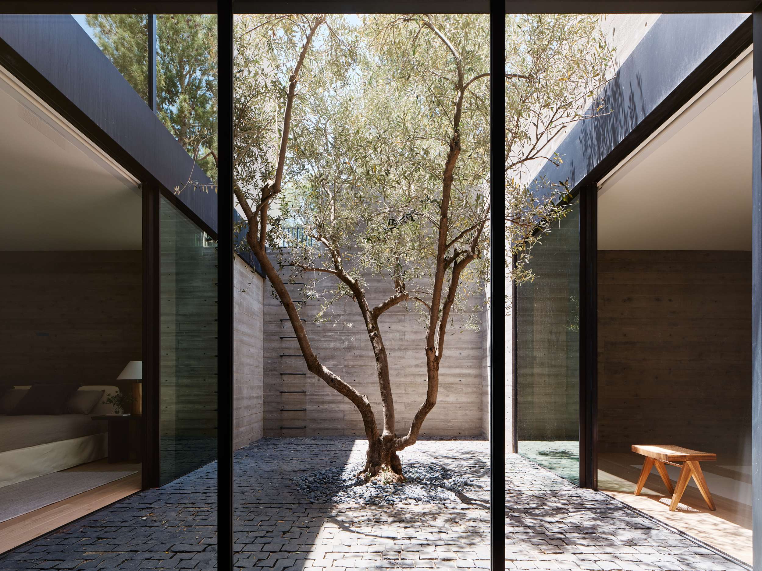 Olive tree courtyard between glass walls